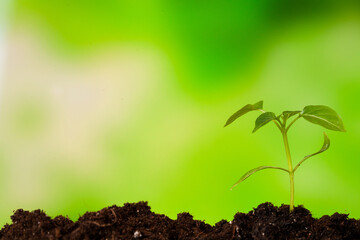 Close-up of green seedling growing out of soil