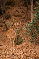 Gamo - Dama dama animal joven