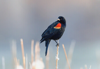 A handsome Red-winged blackbird looks back while perched atop a cattail stalk, with golden outlined back feathers and a bright red and yellow shoulder pad.