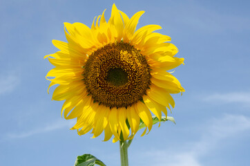 Big yellow sunflower blossom with blue sky background