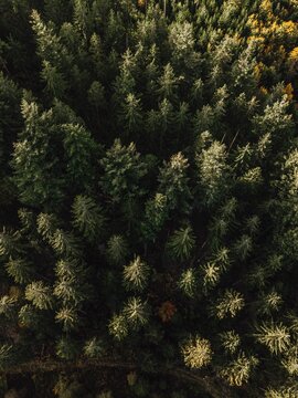 Blackforest from above 