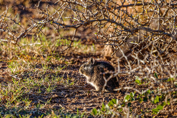 Timid Pygmy Mouse under thorny bush
