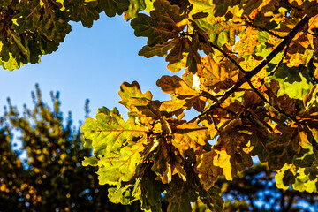 Pin Oak leaves in autumn