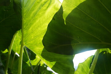 green leaf with water drops