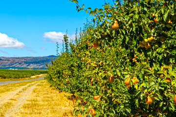 Ripe pears in orchard in Witzenberg Valley