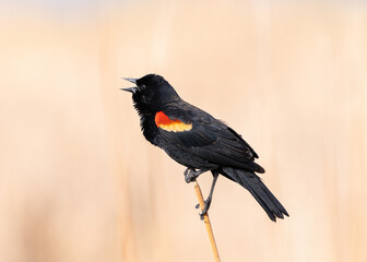 A Red-winged Blackbird with nice red and yellow shoulder feathers, perched upon a lone, thin stalk of cattail, calling out.