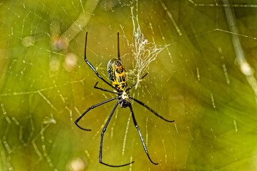 Underside view of golden orb-web spider