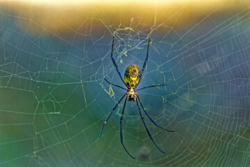 Brightly colored golden orb-web spider