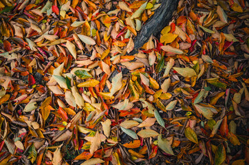 Autumn leaves on the ground