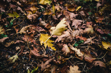Autumn leaves on the ground