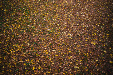 Leaves on the ground
