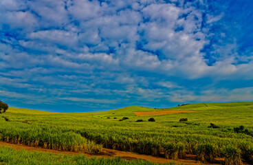 Fototapeta na wymiar Landscape of green sugar cane fields