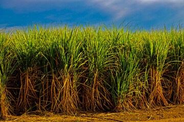 Close-up of mature sugar cane plants