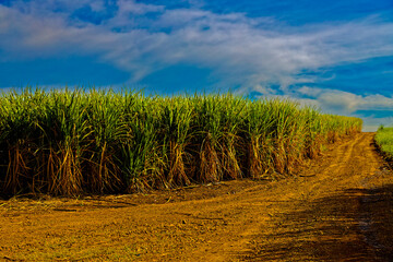 Fototapeta na wymiar Sugar cane growing along dirt road