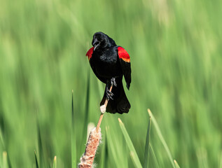 A handsome Red-winged Blackbird calling on a bright Spring day, with a deep red, orange and yellow shoulder patch, perched on a cattail with a soft green background.