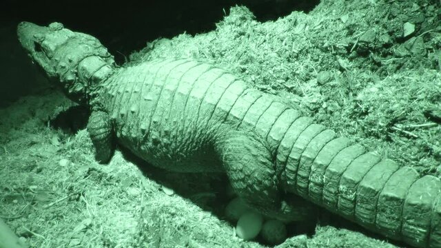 Dwarf Crocodile Contractions Wide View Night Vision 4K