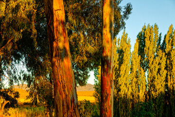 Red bark on eucalyptus trees in evening