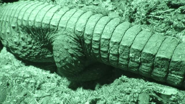 Dwarf Crocodile Covering Eggs In Night Vision 4K
