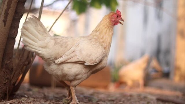 Close up of chicken walking around on a free range poultry farm