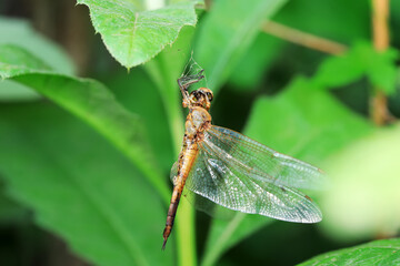 Dried bodies of dragonflies on wild plants, North China