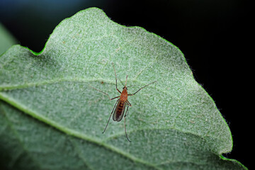 mosquito insect in the wild, North China