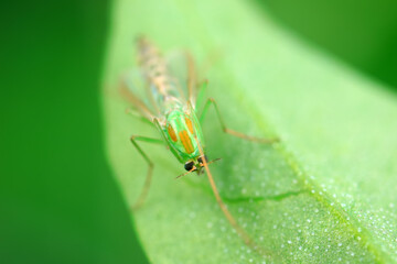 mosquito insect in the wild, North China