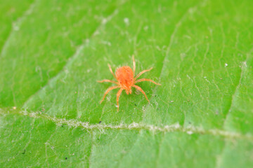 Red mites on wild plants, North China
