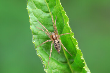 Spiders in the wild, North China