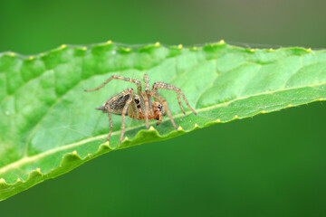Spiders in the wild, North China