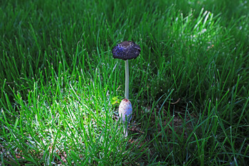 The small mushrooms in the grass are in the wild, North China