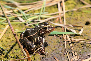 Frogs perch by the water