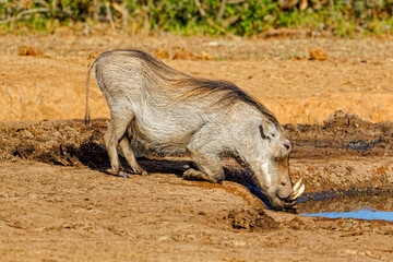 Large Warthog kneeling at waterhole