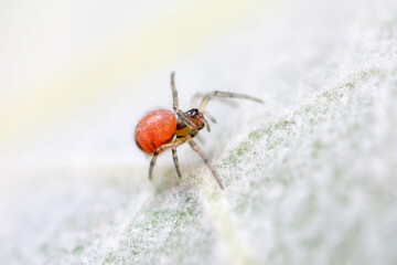 Spiders in the wild, North China