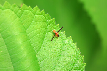 Flies on wild plants, North China