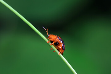 Hispidae family insect crawl on plants, North China