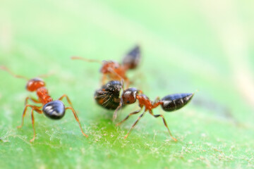 Ants in the wild, North China