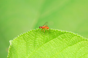 Flies on wild plants, North China