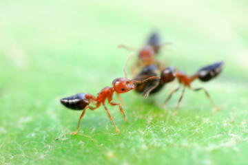 Fototapeta na wymiar Ants in the wild, North China
