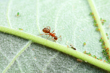 Ants in the wild, North China
