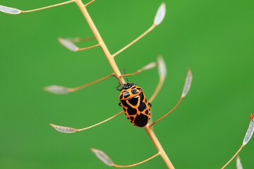 Hemiptera bugs in the wild, North China
