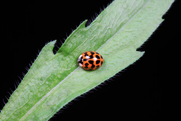 Ladybugs on wild plants, North China