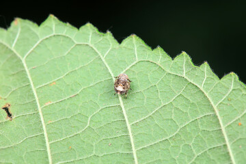 Hemiptera wax Cicadellidae insects on wild plants, North China