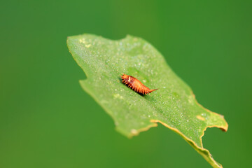 Hispidae family insect crawl on plants, North China