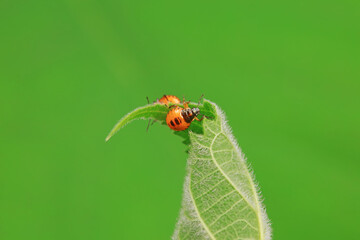 Hemiptera bugs in the wild, North China