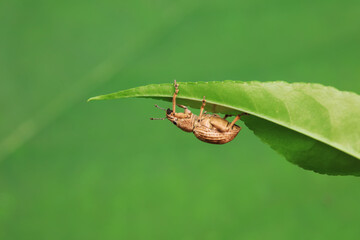 Weevil on wild plants, North China