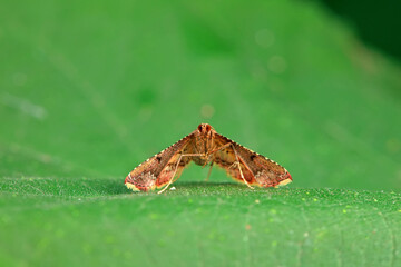 Lepidoptera insects in the wild, North China