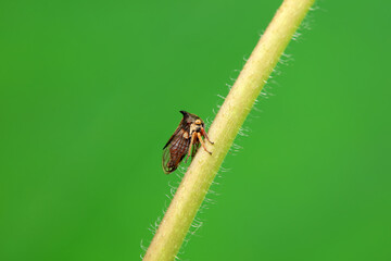Leaf cicada on wild plants, North China