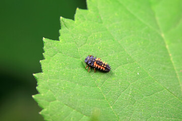 Ladybugs on wild plants, North China