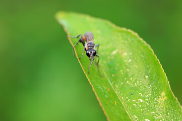 Bee insects in the wild, North China