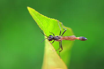 Bee insects in the wild, North China